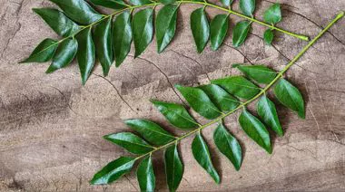 garnishing-instructions-image